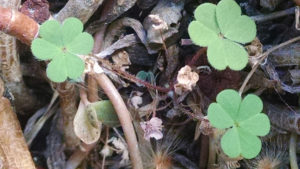 Clover in the Houseplants – St. Paddy’s in the Garden 3-17-2016